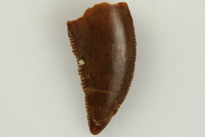 Serrated, Raptor Tooth - Real Dinosaur Tooth #203393